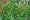 Love In a Puff - Balloon Vine 25 Seeds/Seed