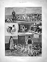 1901 Royal Buckhounds Dogs Kennels Ascot Orient Ship