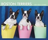 Boston Terriers 2008 Boxed: Day to Day