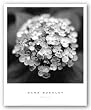 Hydrangea by Dana Buckley 12"x12" Art Print Poster