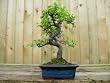 bonsai trees for sale