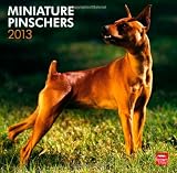 Miniature Pinschers 2013 - Zwergpinscher - Original BrownTrout-Kalender