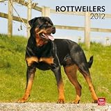 Rottweilers 2012 Square 12X12 Wall Calendar (Multilingual Edition)