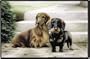 Dog Breed Doormats by Fiddlers Elbow - Dachshund