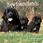 Newfoundlands 2010 Wall Calendar