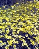 Amazon / Hirts: Perennials; Sun: Moonbeam Coreopsis Perennial Plant-Drought Resistant