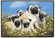 Fiddlers Elbow-Pug Family