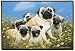 Fiddlers Elbow-Pug Family