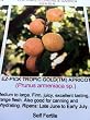 Tropic Gold Apricot Tree, Five Gallon Container