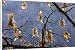 Canvas Prints of Fruits of hornbeam - in winter, from Ardea Wildlife Pets