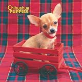 Chihuahua Puppies 2009 Wall Calendar 12