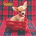   - Chihuahua Puppies 2009 Wall Calendar 12