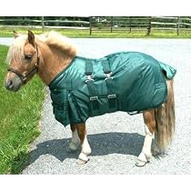 Intrepid International Miniature Horse Turnout Blanket, 45-Inch, Hunter Green
