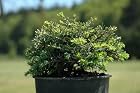 Tsuga Canadensis 'Horsford' - Dwarf Canadian Hemlock Tree - Pot Size 4