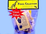 12 Fossil Collection