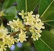 Sweet Olive Tea Tree, Osmanthus, Live Plant