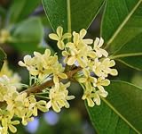 Sweet Olive Tea Tree, Osmanthus, Live Plant