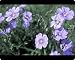 Mouse Mats of Blue flax, a native wildflower described by Meriwether Lewis, Montana from North Wind Picture Archives