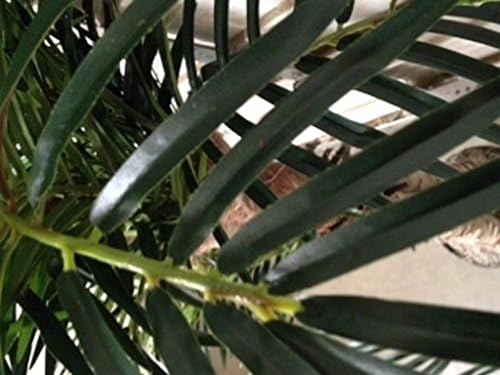 Two 5 Foot Artificial Phoenix Palm Trees Pot Holiday Christmas Lights Date Sago