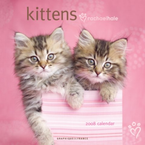 Buy Kittens by Rachael Hale 2008 Wall Calendar