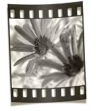Filmstrip Negative - Flower Macro - 36