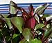 abyssinian7  - Red Abyssinian Banana Indoor or Outdoor plant