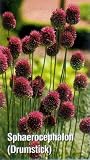 Drumstick Allium sphaerocephalon 30 Bulbs - Deer Proof