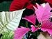 3 Live Mini Poinsettias - 3
