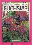 Fuchsias