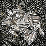 Mongolian Giant Sunflower 20 Seeds - Huge Seeds - Tall - FREE SHIPPING ON ADDITIONAL HIRTS SEEDS ORDERED & PAID WITH ONE PAYMENT!