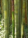 Seedeo Riesenbambus (Dendrocalamus gigantea) 60 Samen