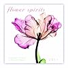Flower Spirits 2011 Mini Wall Calendar (Calendar)