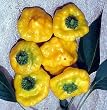 Jamaican Hot Yellow Scotch Bonnet Pepper 20 Seeds