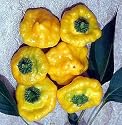 Jamaican Hot Yellow Scotch Bonnet Pepper 15 Seeds
