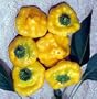 Jamaican Hot Yellow Scotch Bonnet Pepper 20 Seeds