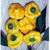 Jamaican Hot Yellow Scotch Bonnet Pepper 20 Seeds