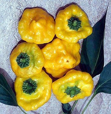 Jamaican Hot Yellow