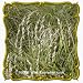 1 Oz Rattlesnake Grass (Glyceria canadensis) Bulk Seeds