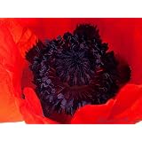 Blumenbild: T�rkischer Mohn mit schwarzer Mitte als Leinwandbild im Keilrahmen im Format 100cm x 75cmvon "NatureToPrint"