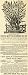 1896 Ad John Lewis Chinese Sacred Lily Bulb Flower - Original Print Ad