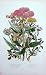 C1870 Anne Pratt Plants Heme Agrimony Goldilocks Flax