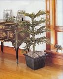 36 Pre-Lit Artificial Norfolk Tree With 180 Multi Function Rice Lights #179990