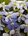 Viola Freckles 25 Seeds