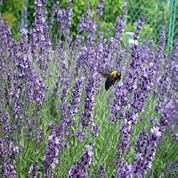 100+ English Lavender Seeds By Seed Needs