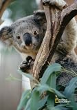 National Geographic by New Creative - Koala Garden Impressions