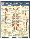 Muscular Origins & Insertions (Quickstudy: Academic)