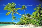 Cook Island 8-884 Wall Mural