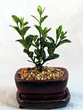 Chinese Gardenia Bonsai - Very Fragrant White Flowers