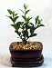 Chinese Gardenia Bonsai - Very Fragrant White Flowers