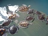Baby Turtles - 18W x 14H - Peel and Stick Wall Decal by Wallmonkeys